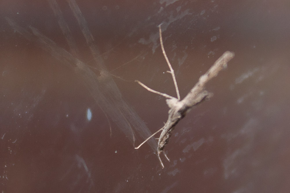 Linosa, ID falene #01