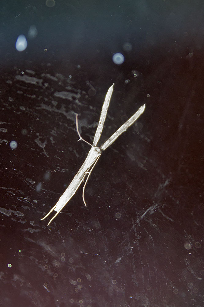 Linosa, ID falene #01