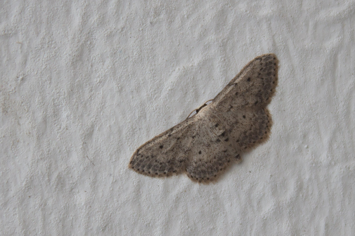 Linosa, ID falene #03