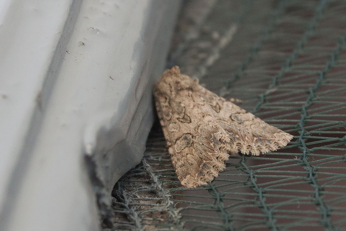 Linosa, ID falene #01