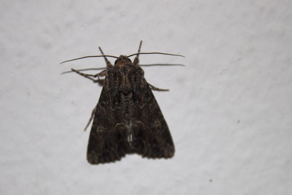 Linosa, ID falene #01