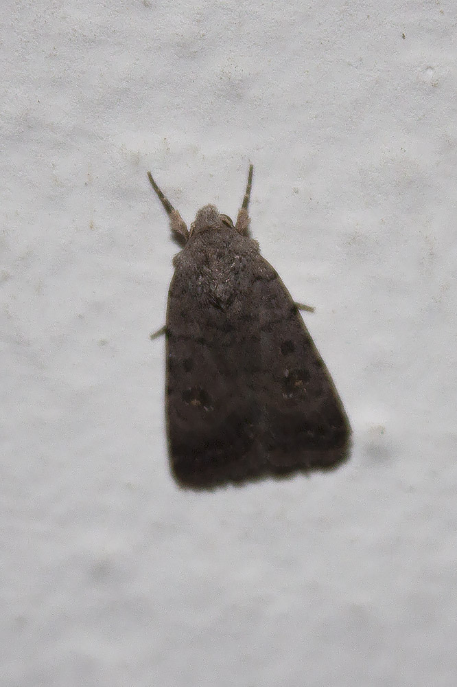 Linosa, ID falene #02