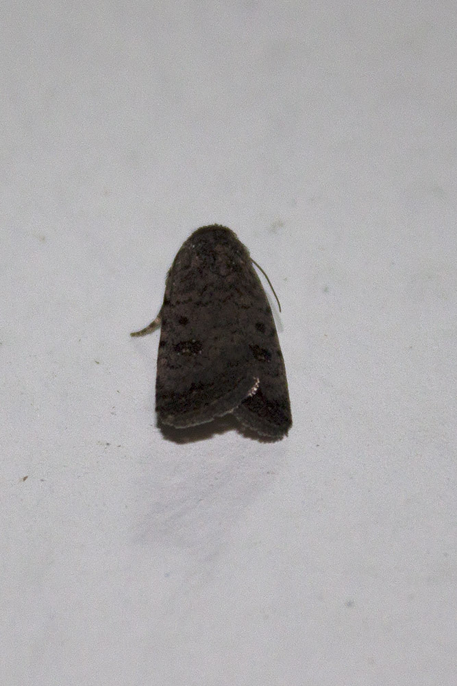 Linosa, ID falene #02