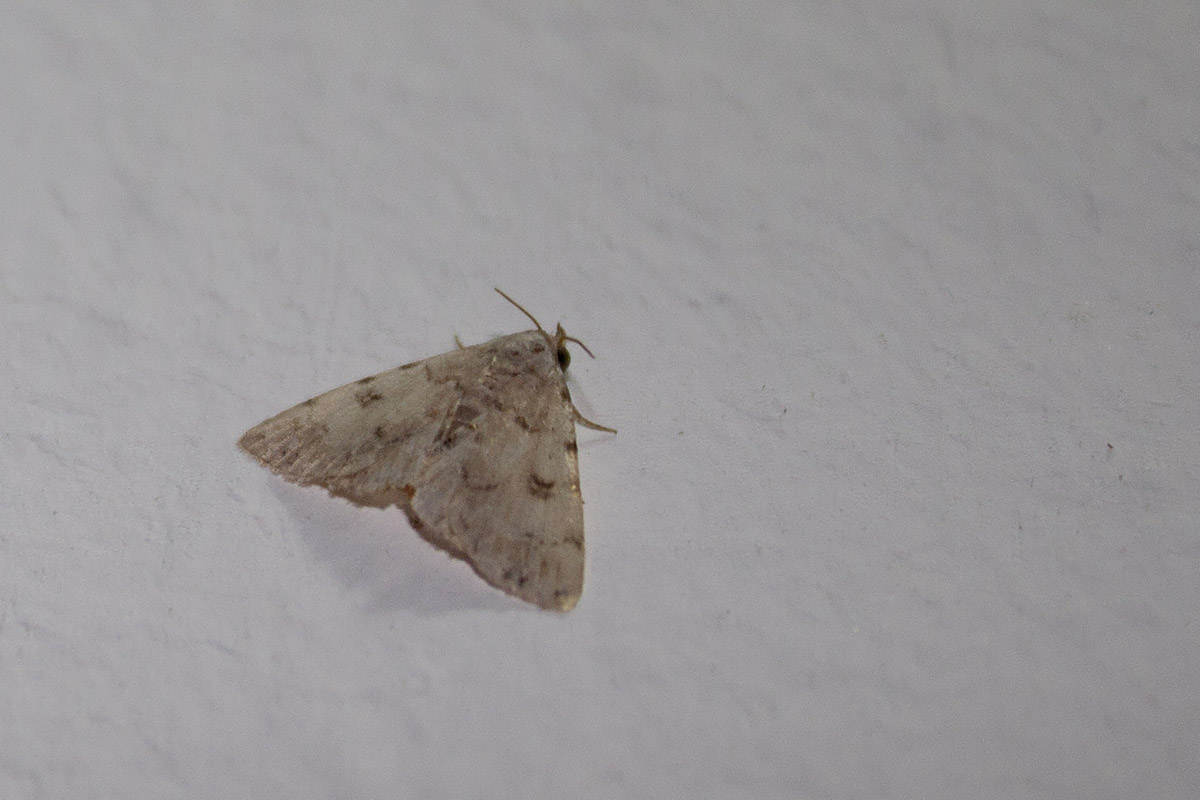 Linosa, ID falene #02