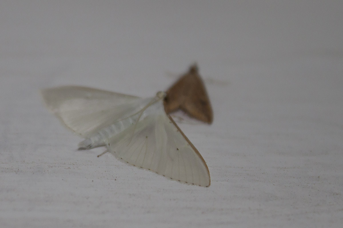 Linosa, ID falene #01