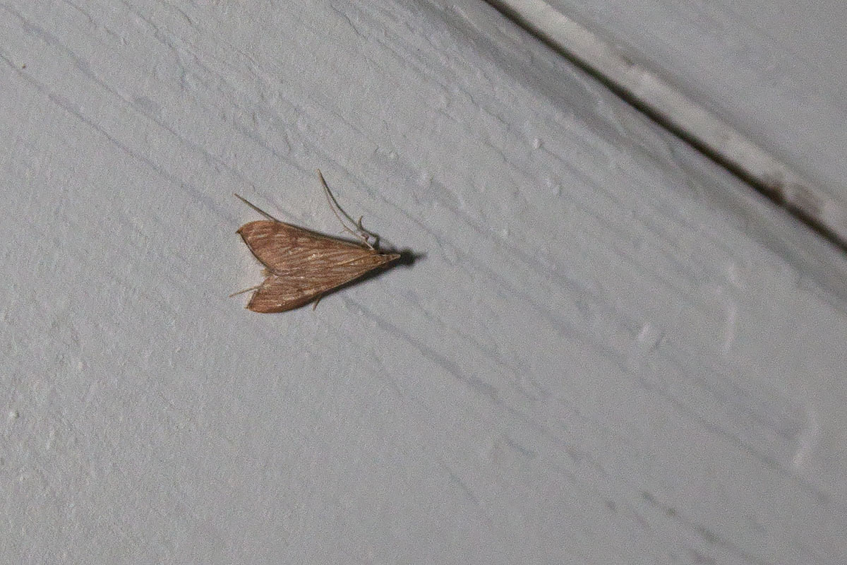 Linosa, ID falene #01