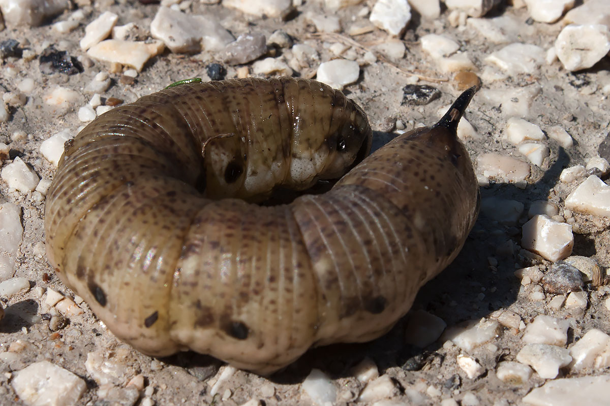 bruco da ID, Venezia - Agrius convolvuli