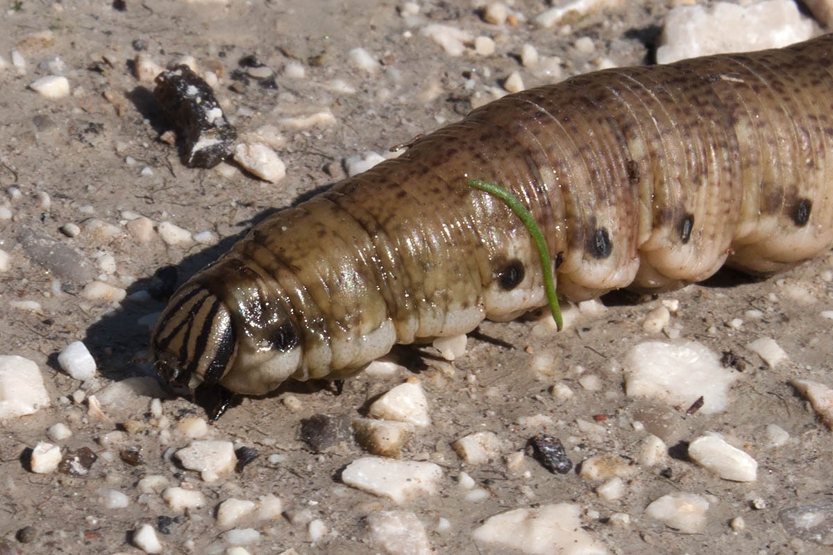 bruco da ID, Venezia - Agrius convolvuli