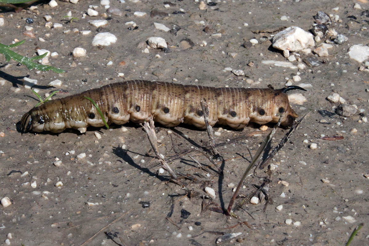 bruco da ID, Venezia - Agrius convolvuli