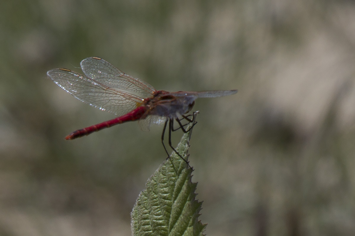 Sympetrum?