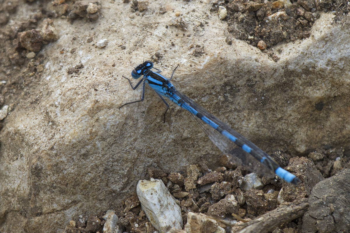 ID damigella (Verona) - Enallagma cyathigerum