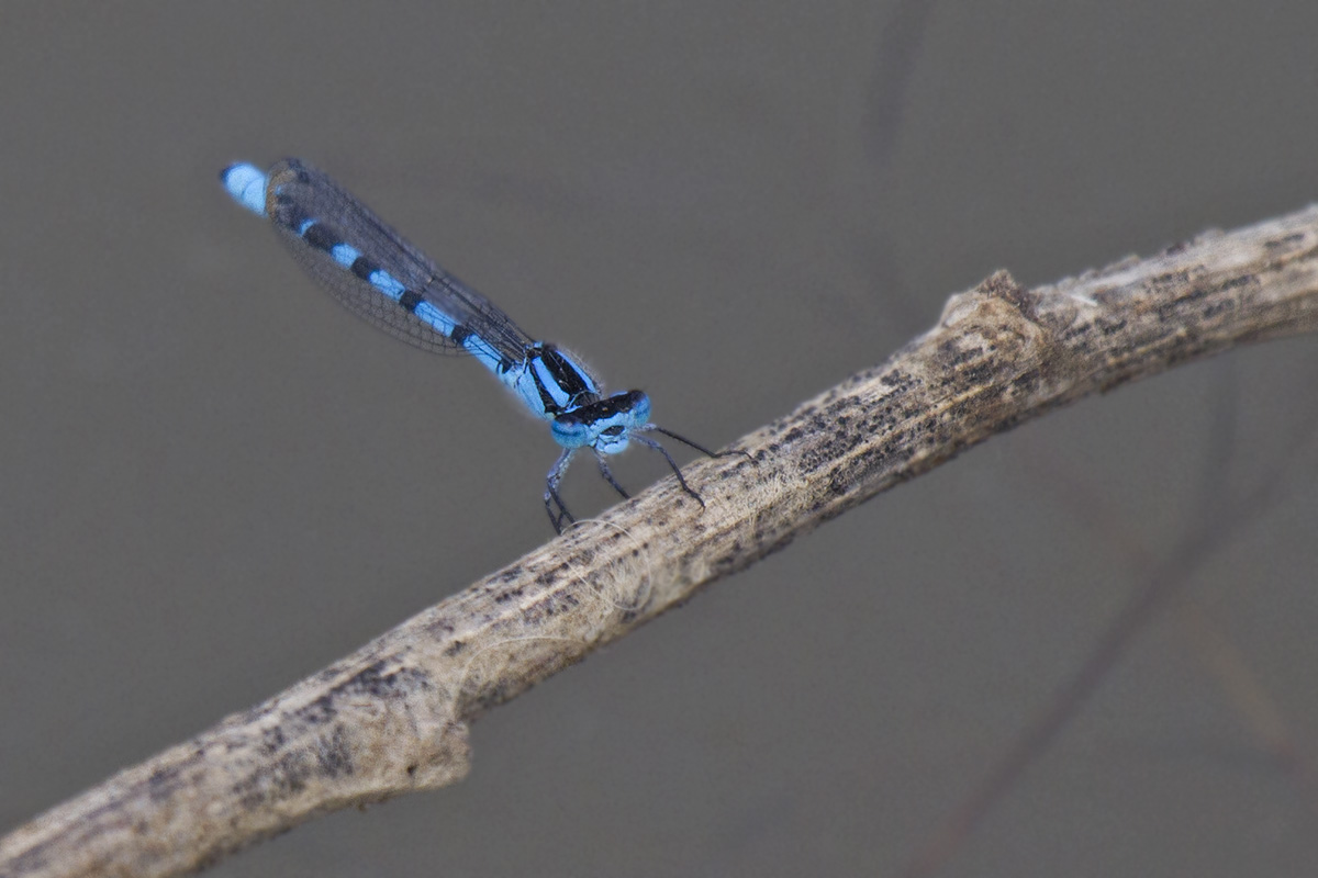 ID damigella (Verona) - Enallagma cyathigerum
