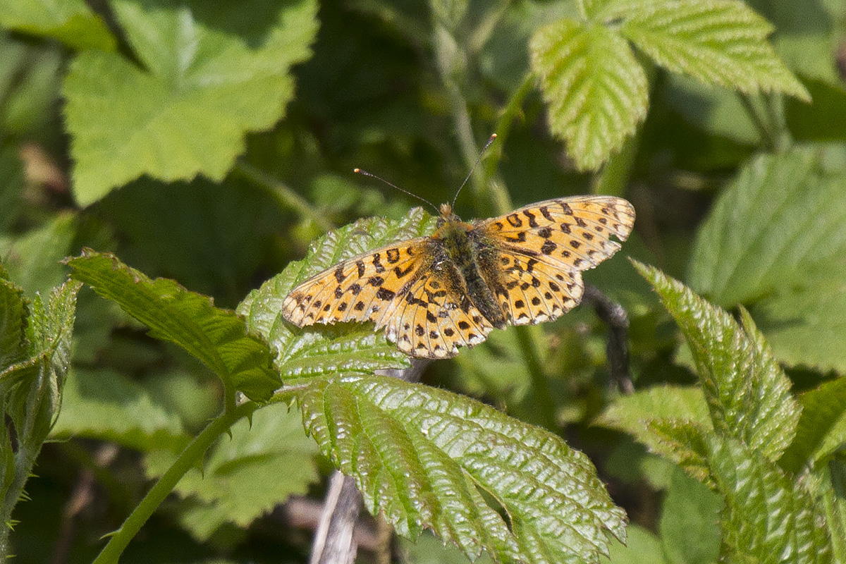 Altro quesito su Nymphalidae