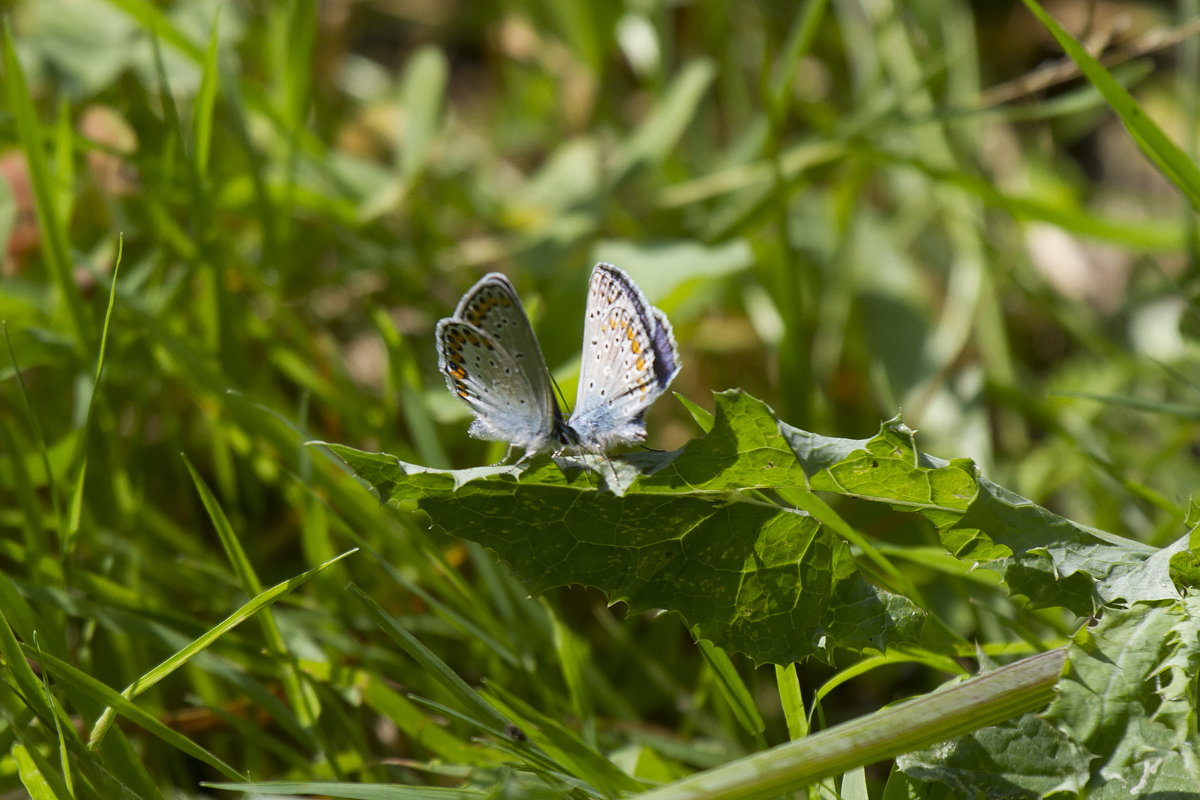 Lycaena sp. - Verona