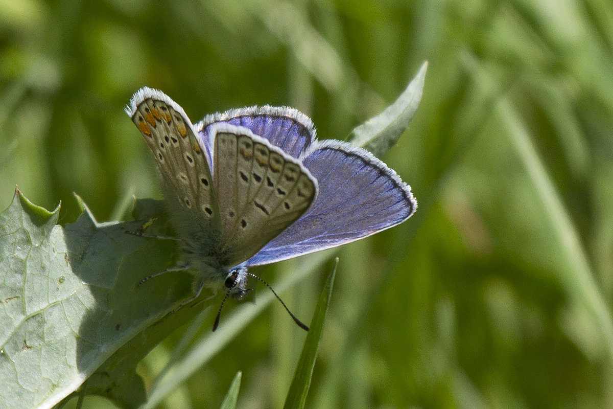 Lycaena sp. - Verona