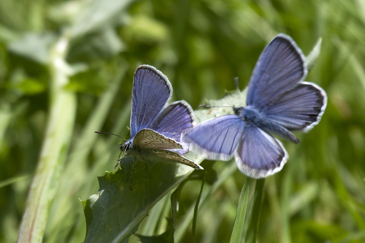 Lycaena sp. - Verona