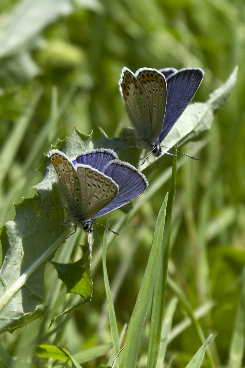 Lycaena sp. - Verona