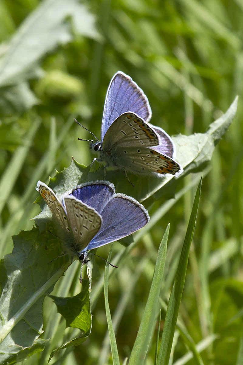 Lycaena sp. - Verona