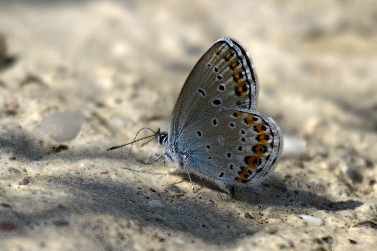 Lycaena sp. - Verona