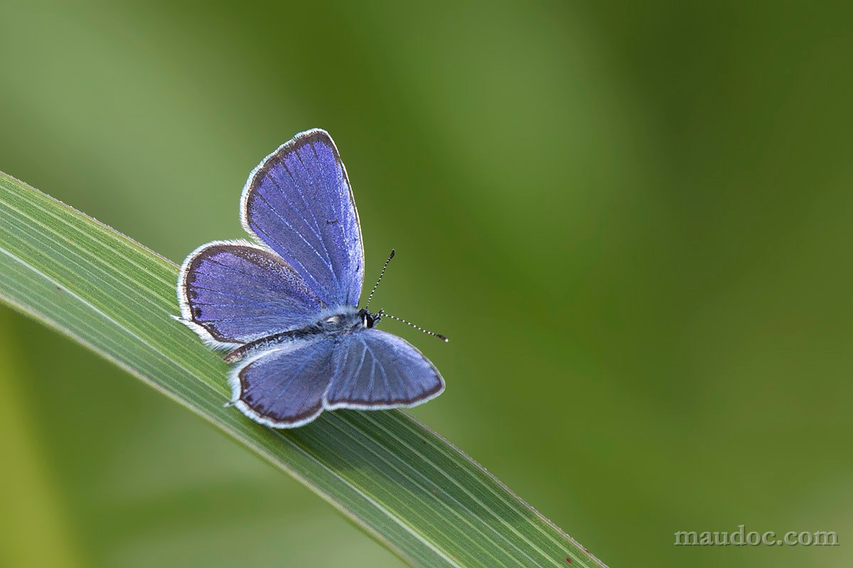 Cupido argiades? Verona