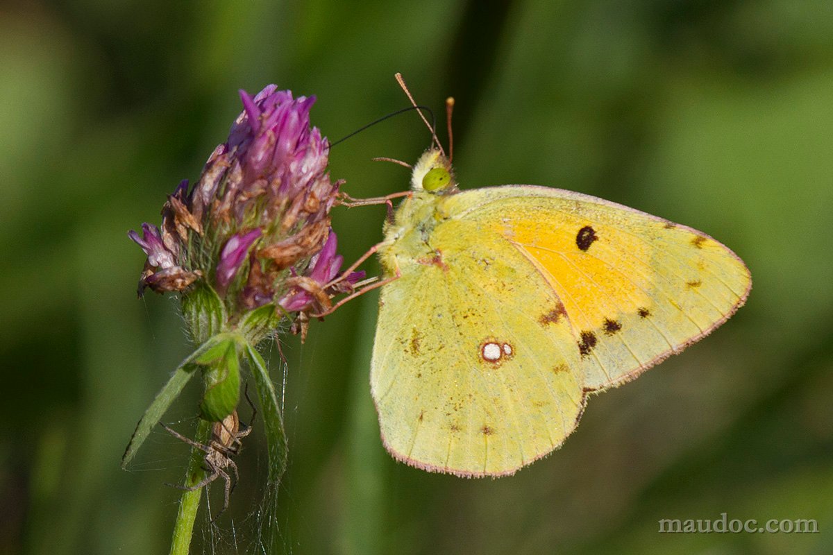 Colias sp. Verona