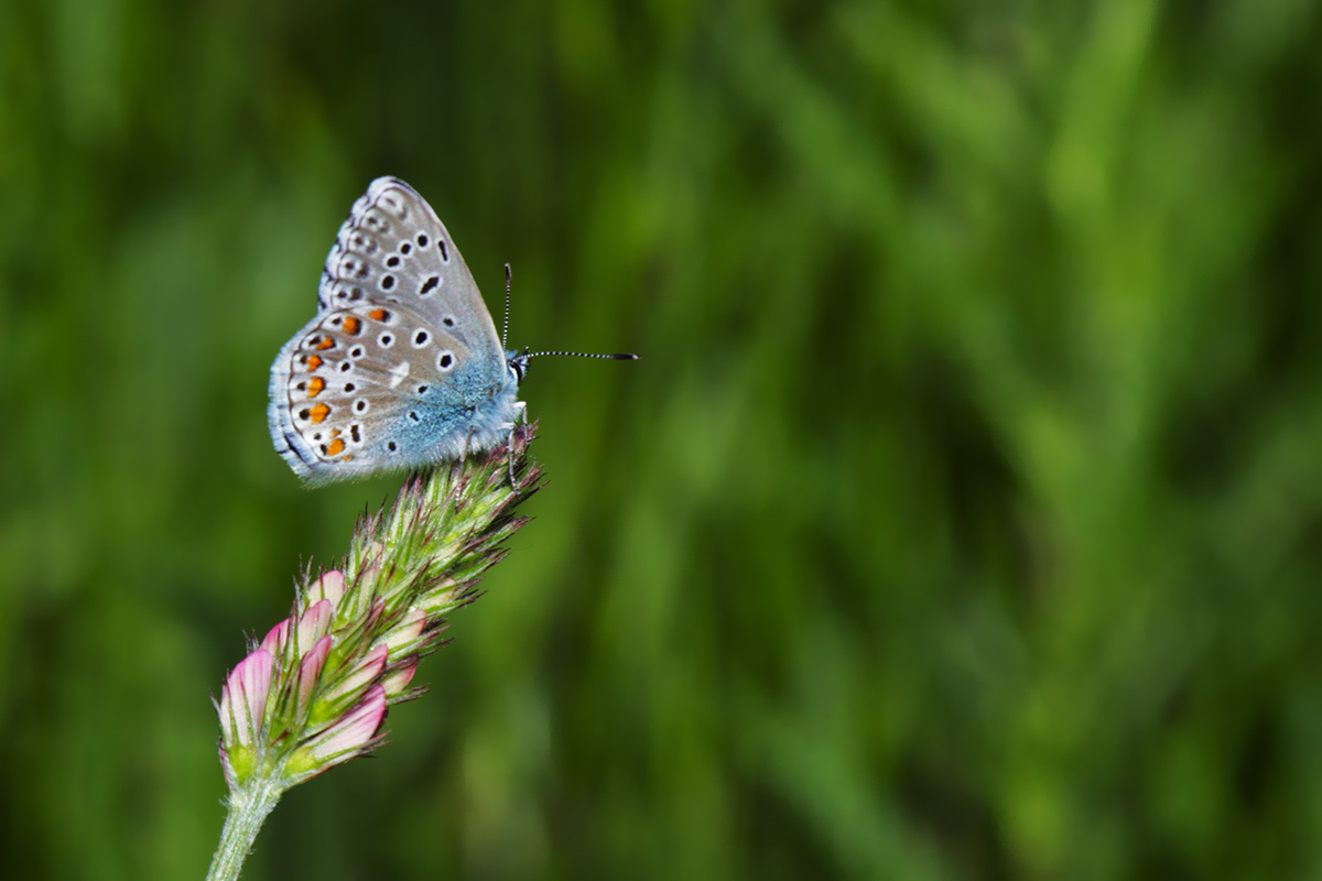 Tutte Polyommatus icarus? - No