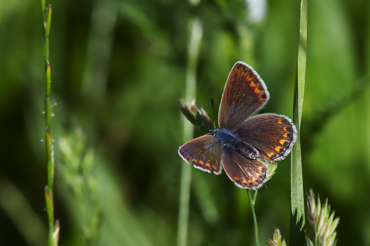 Tutte Polyommatus icarus? - No