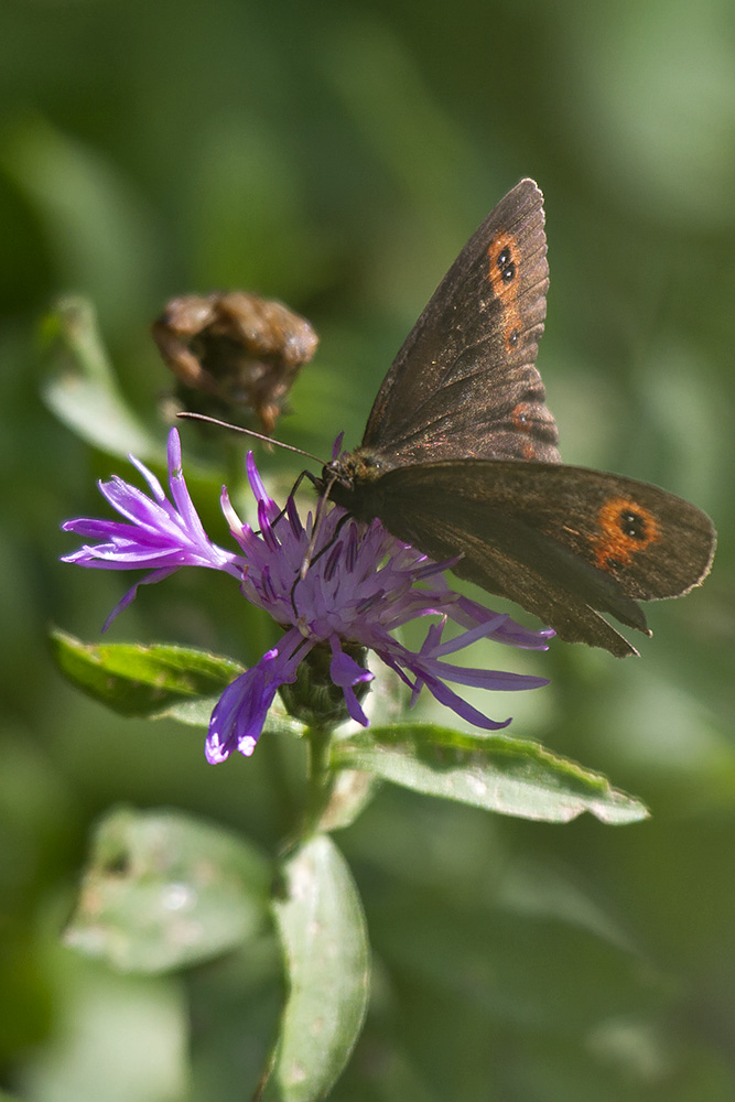 Erebiae - zona Monte Baldo, Verona - parte I