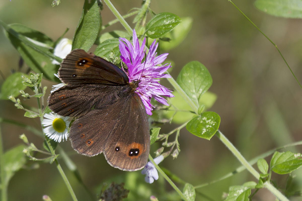Erebiae - zona Monte Baldo, Verona - parte I