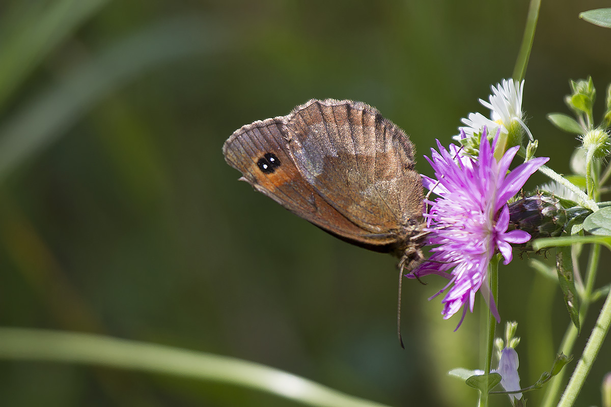 Erebiae - zona Monte Baldo, Verona - parte I