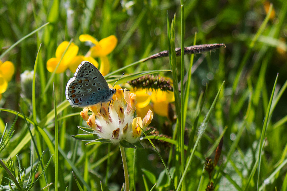 Tutte Polyommatus icarus? - No