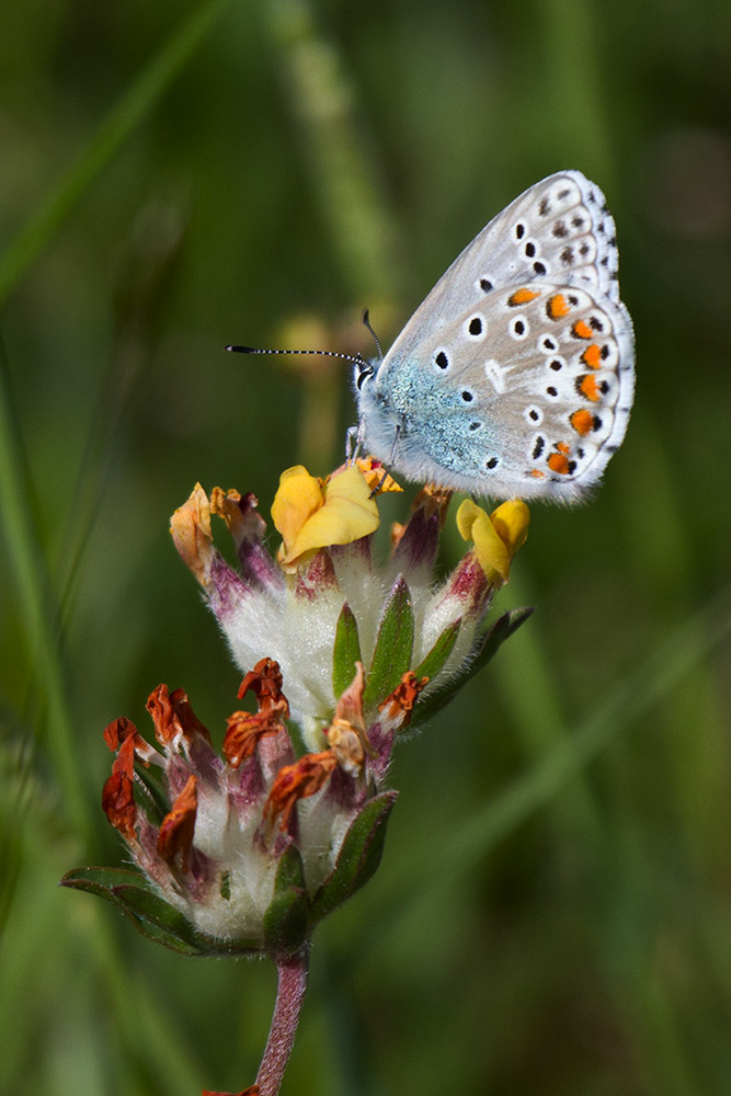 Tutte Polyommatus icarus? - No