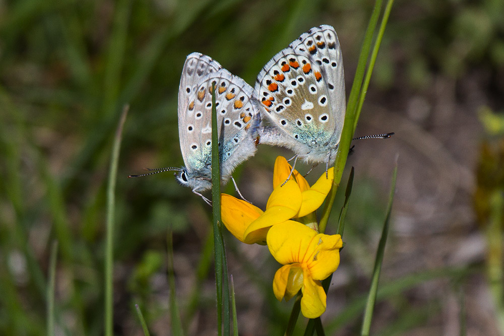 Tutte Polyommatus icarus? - No