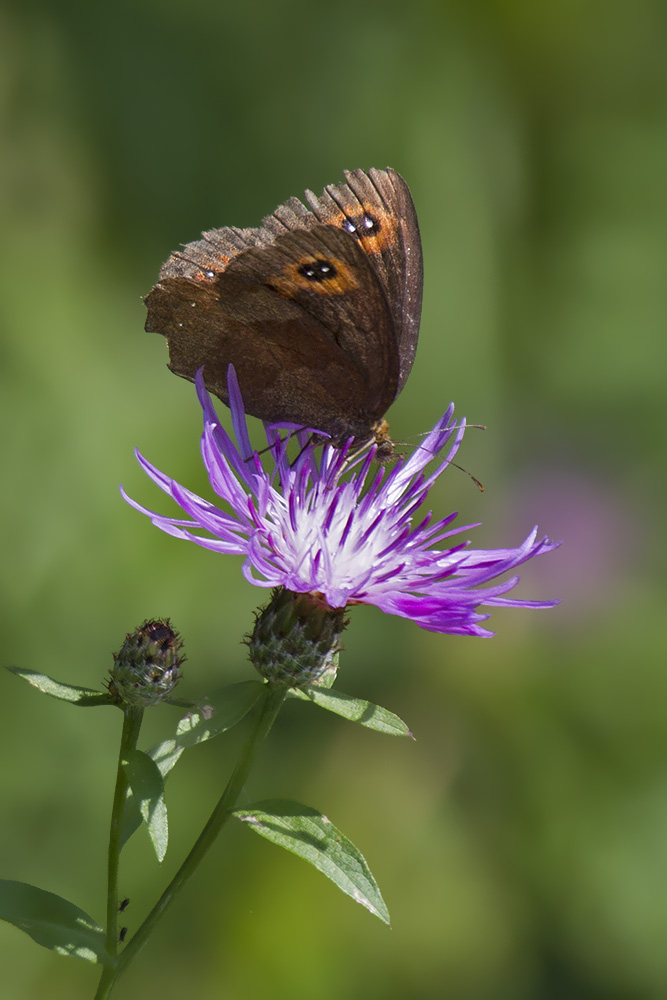 Erebiae - zona Monte Baldo, Verona - parte I