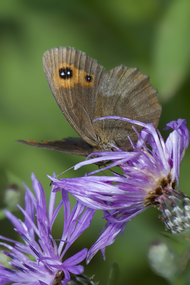 Erebiae - zona Monte Baldo, Verona - parte I