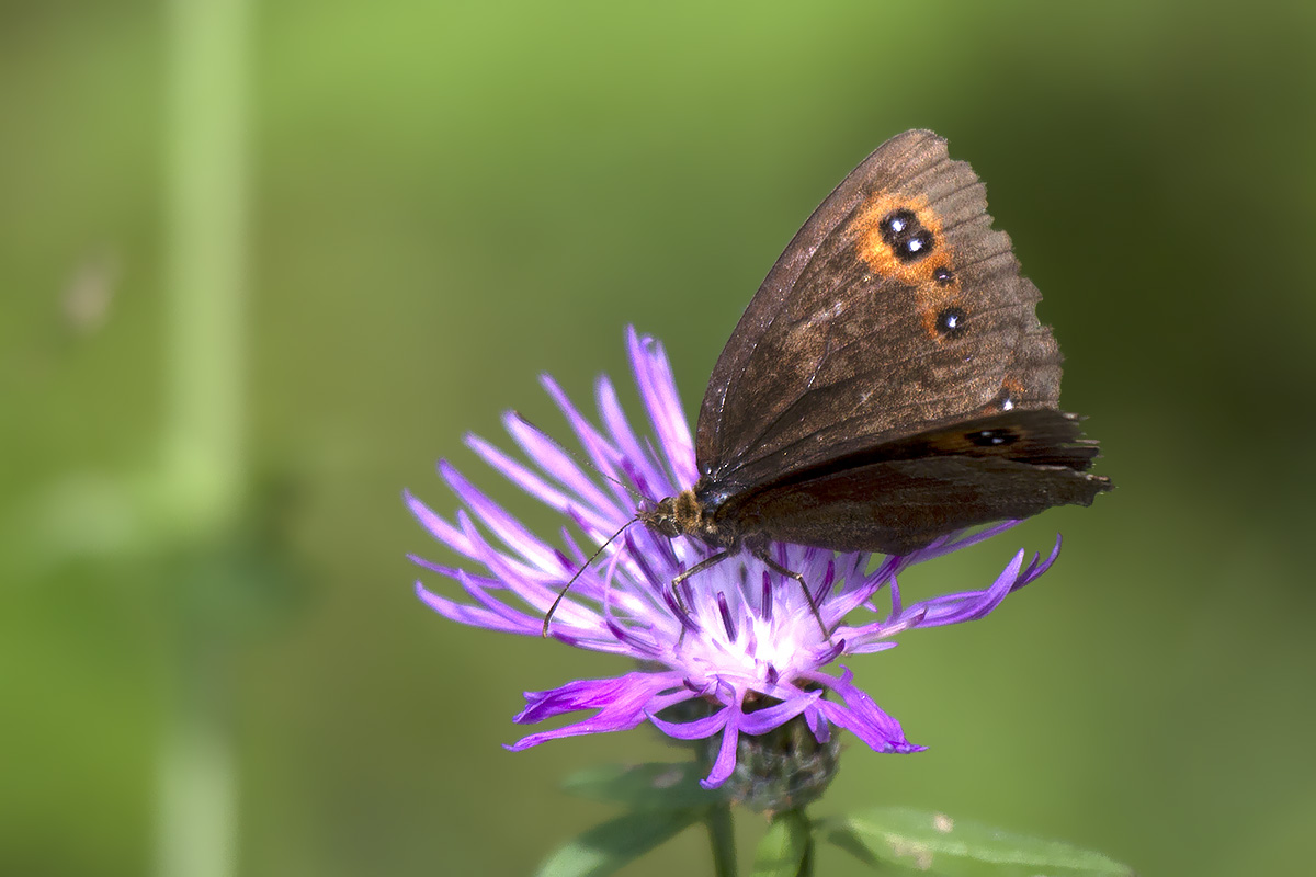 Erebiae - zona Monte Baldo, Verona - parte I
