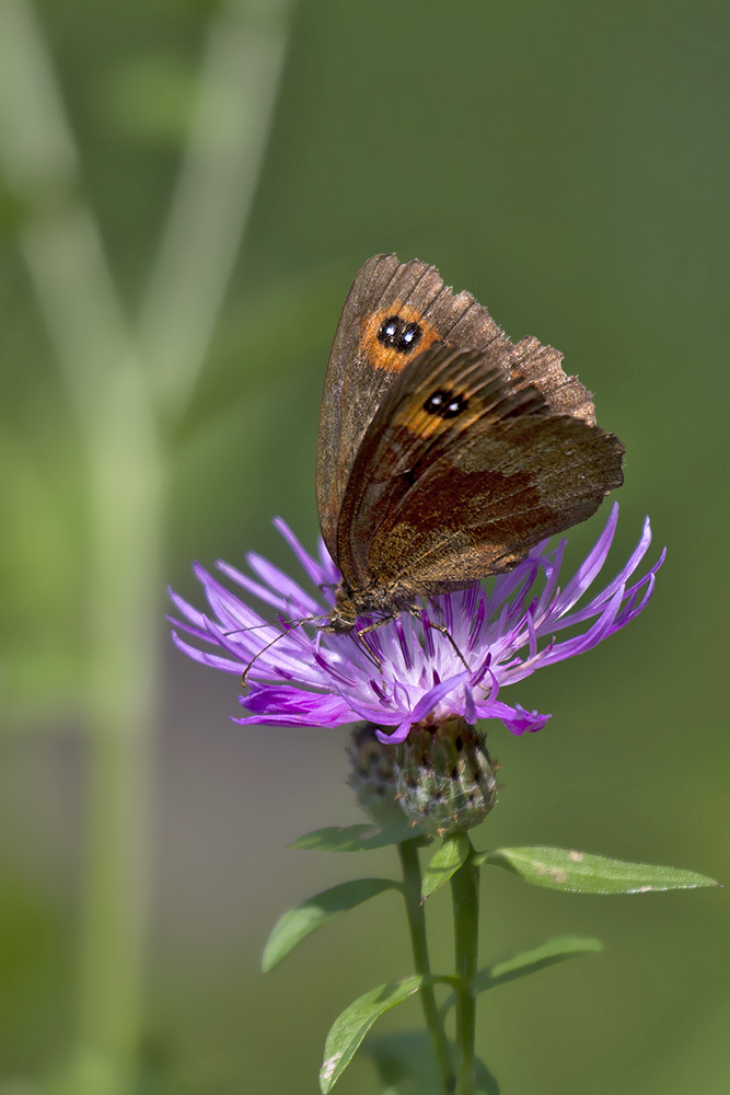 Erebiae - zona Monte Baldo, Verona - parte I