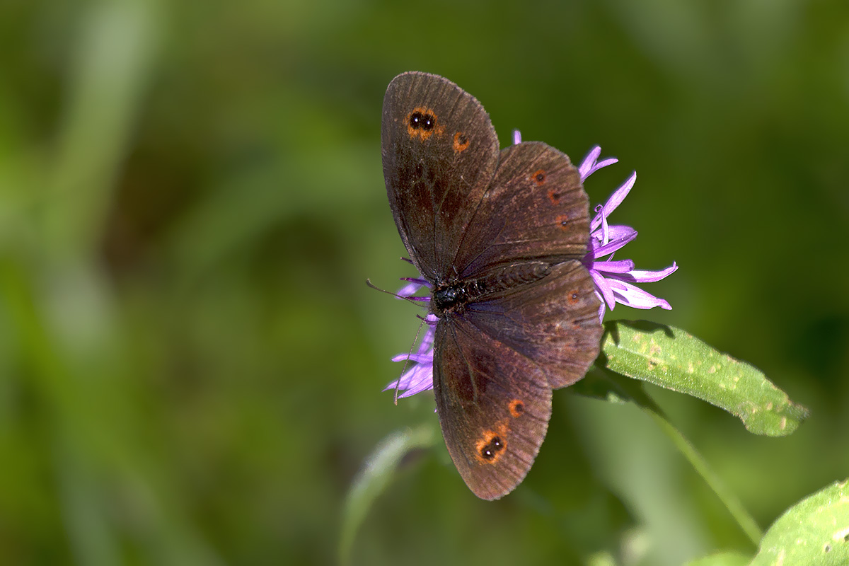 Erebiae - zona Monte Baldo, Verona - parte I