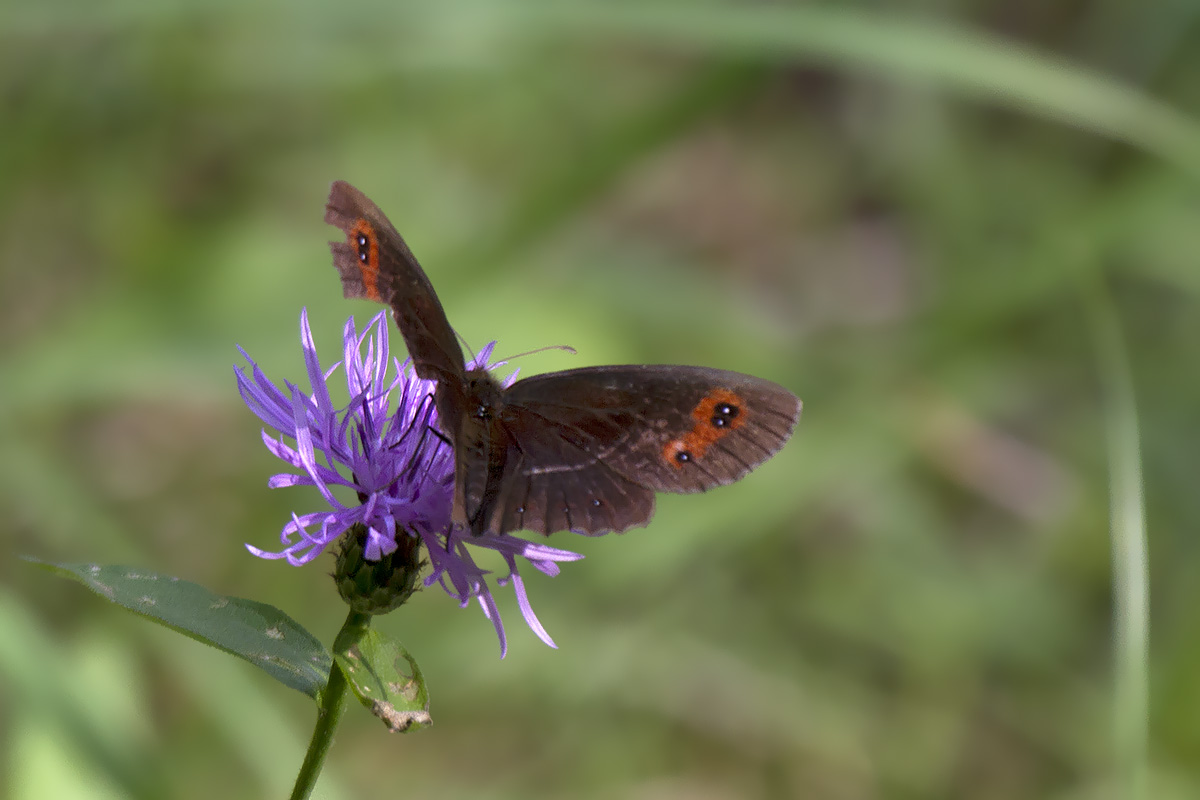 Erebiae - zona Monte Baldo, Verona - parte II