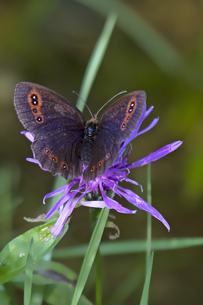 Erebiae - zona Monte Baldo, Verona - parte II