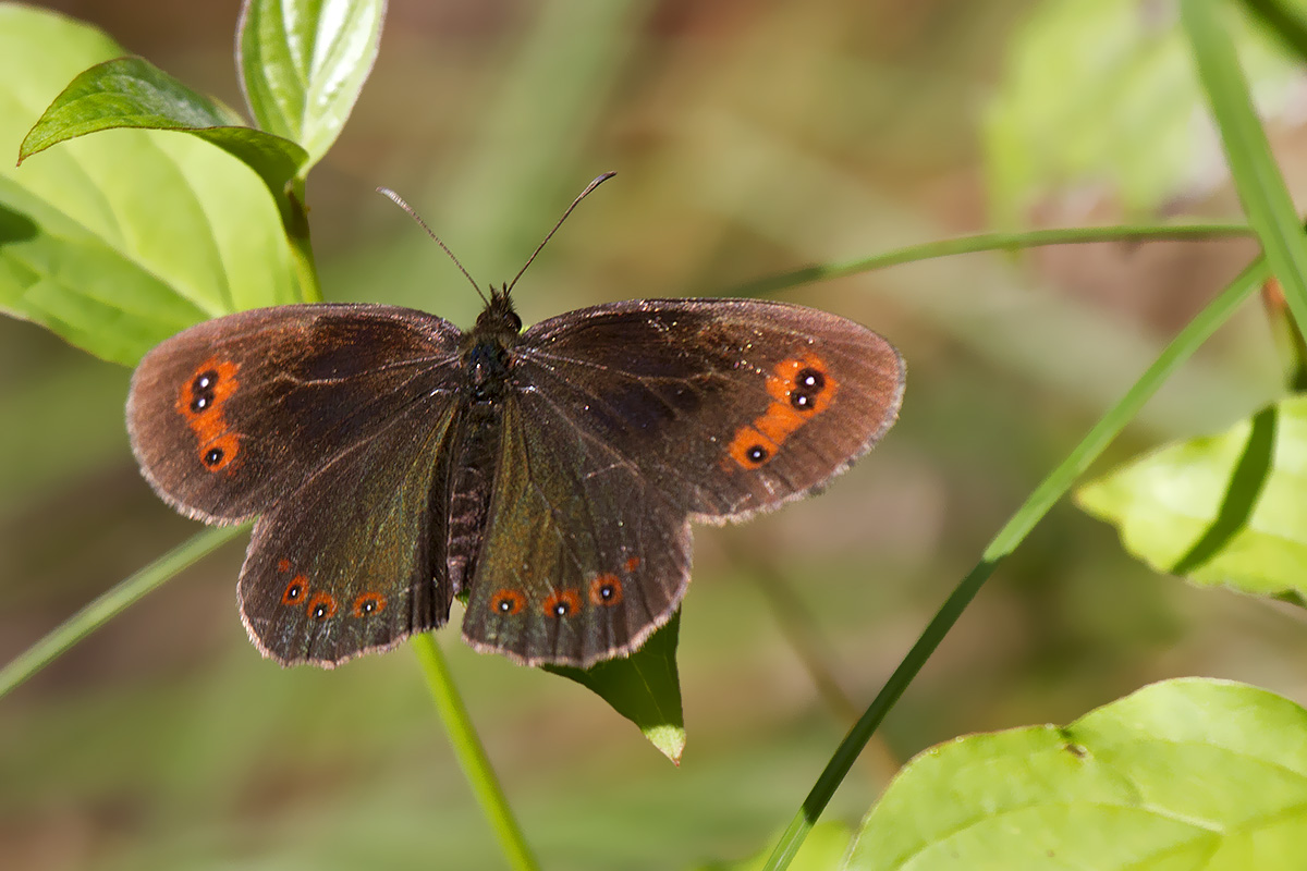 Erebiae - zona Monte Baldo, Verona - parte II