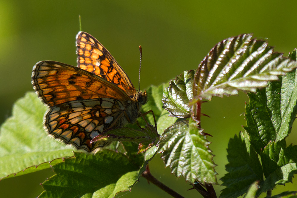 ID: Melitaea athalia???