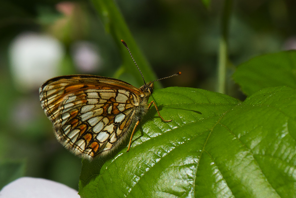 ID: Melitaea athalia???