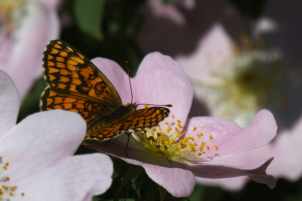 ID: Melitaea athalia???