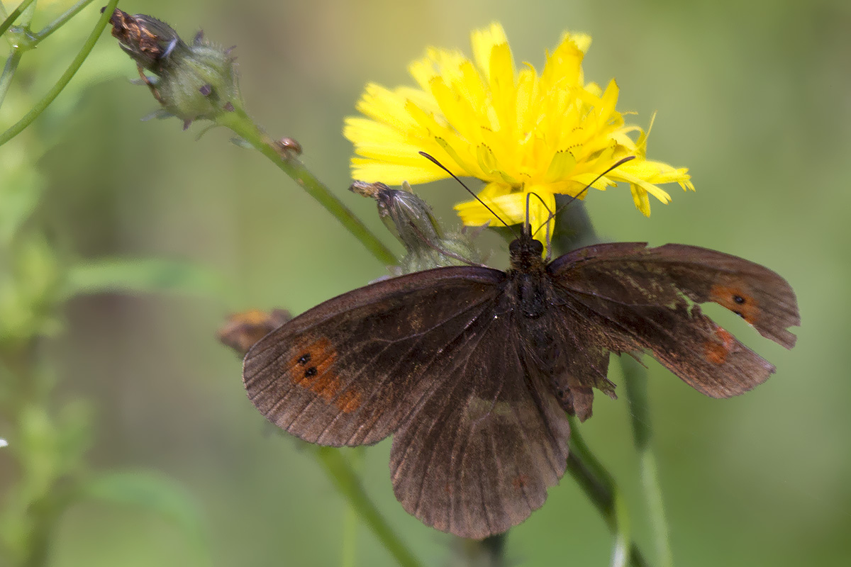 Erebiae - zona Monte Baldo, Verona - parte II