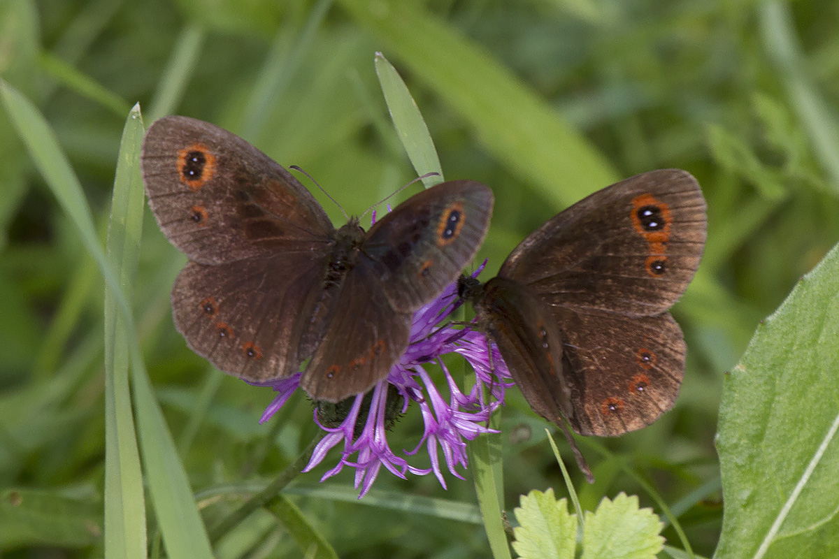Erebiae - zona Monte Baldo, Verona - parte II