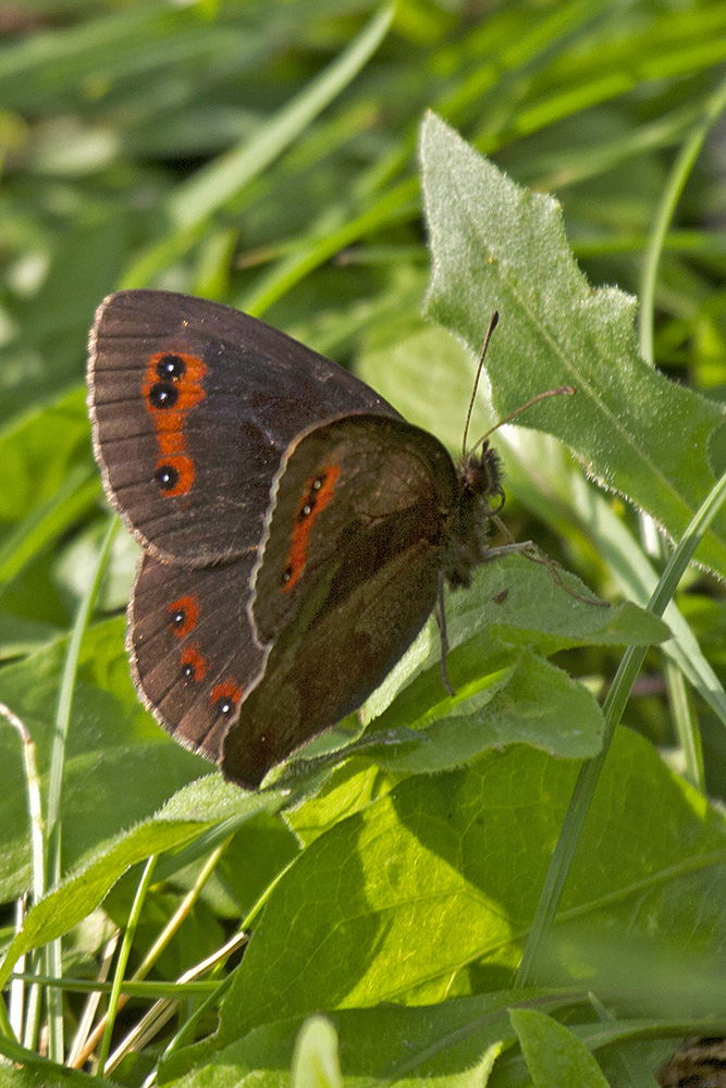 Erebiae - zona Monte Baldo, Verona - parte II