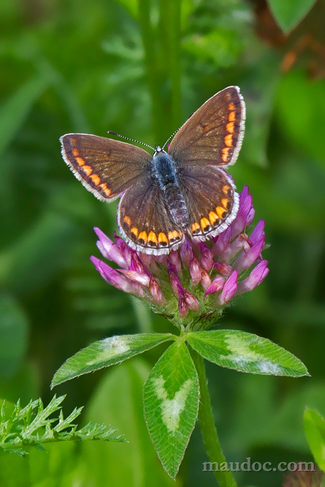 Conferme (...) licene - Verona
