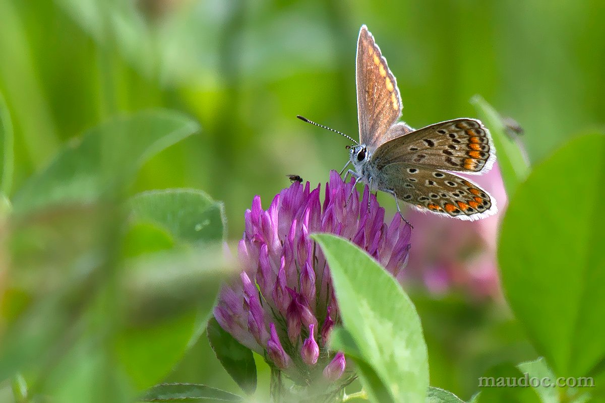 Conferme (...) licene - Verona