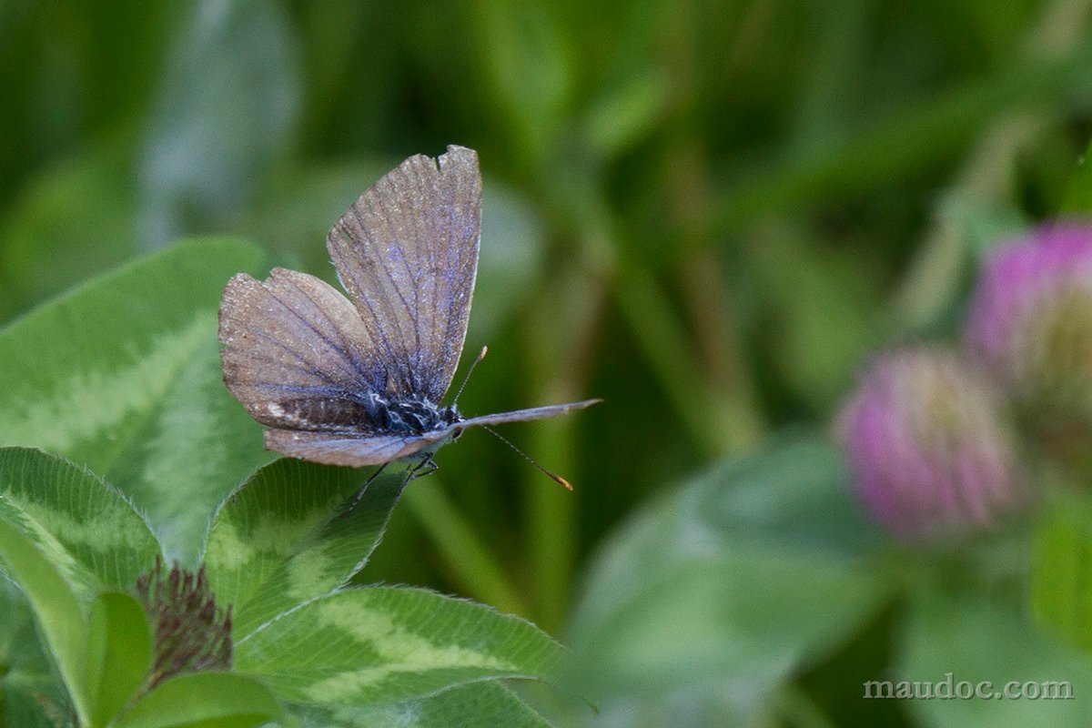 Conferme (...) licene - Verona